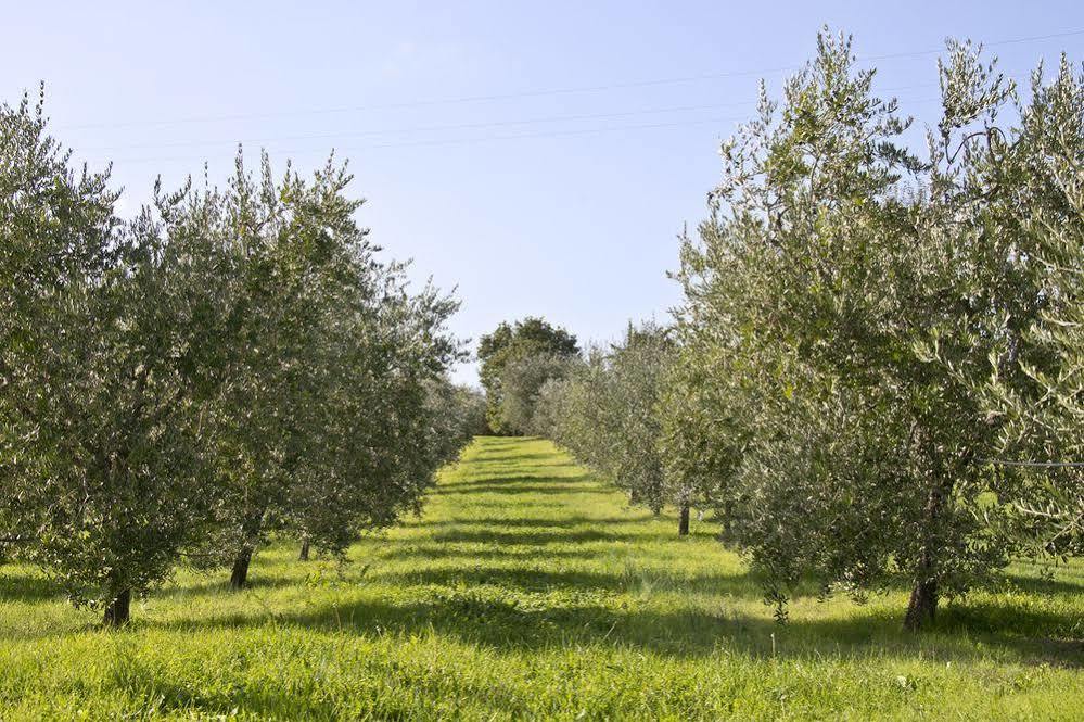 Villa Campestri Olive Oil Resort Vicchio Esterno foto